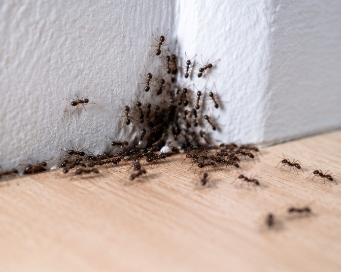 Ant Control Cambridge — Cambridge Pest Control Pros