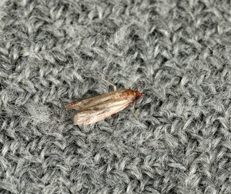 Clothes moth on wool, Cambridge