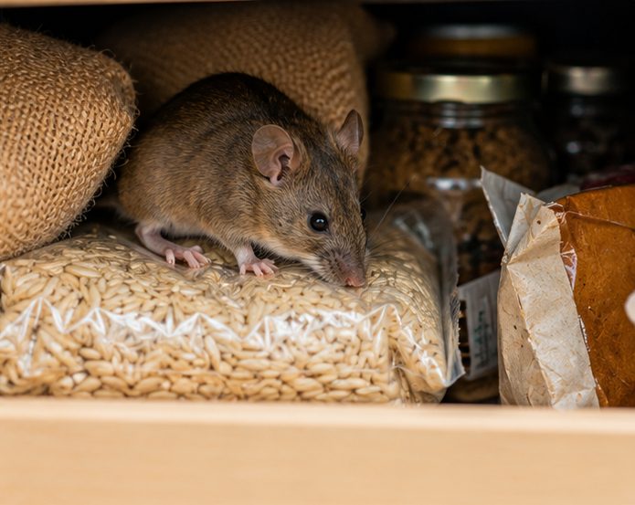 House mouse activity behind a kitchen unit in a Cambridge property